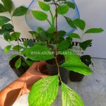 Intellect Plant | Black Oil Plant | Duhudu | Celastrus paniculatus