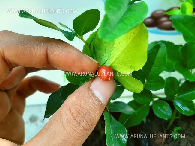Lime Berry | Triphasia trifolia | Kasthuri Dehi | limoncitong kastila