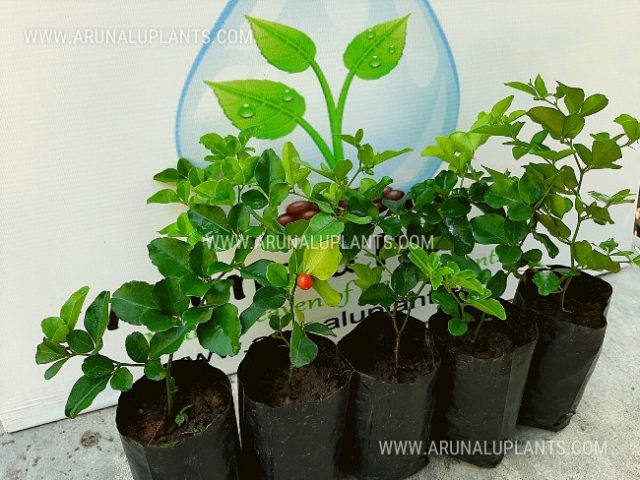 triphasia trifolia for sale