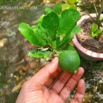 Lemon (Bangkok Verity) | Citrus limon | බැංකොක් ලෙමන්