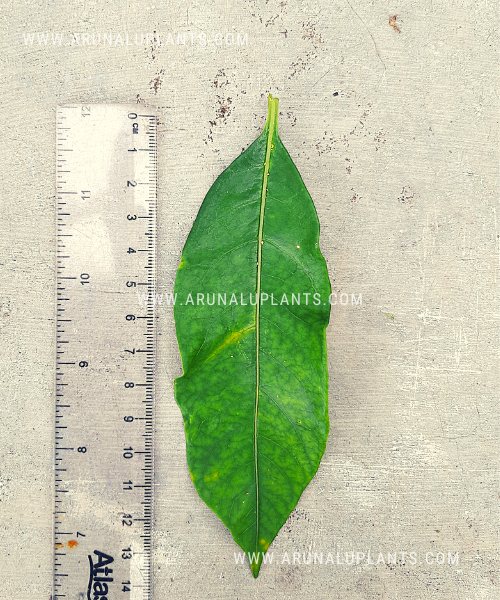 akaweriya leaf