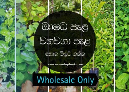 wholesale plants sri lanka
