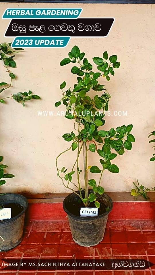 ashwaganda plants for sale