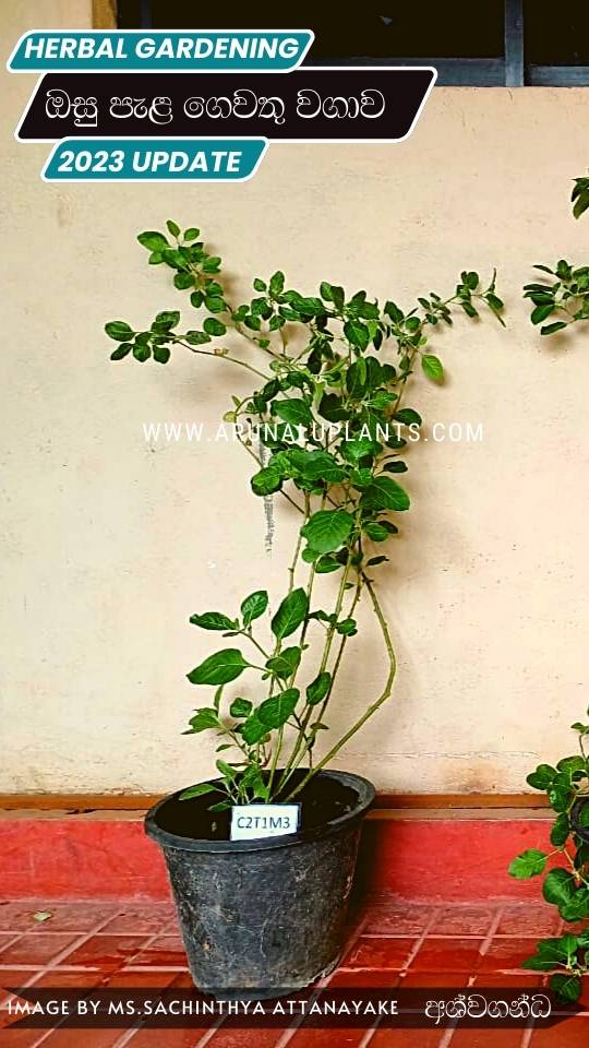 ashwagandha plants for sale