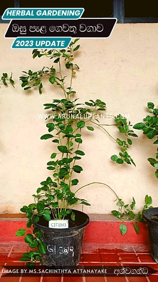 ashwagandha plants