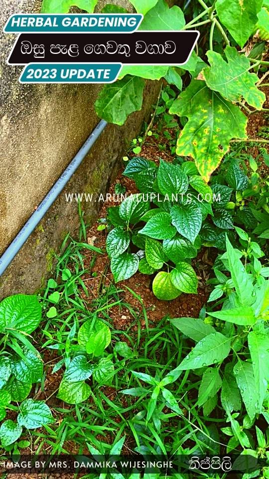 ayurvedic plants in sri lanka