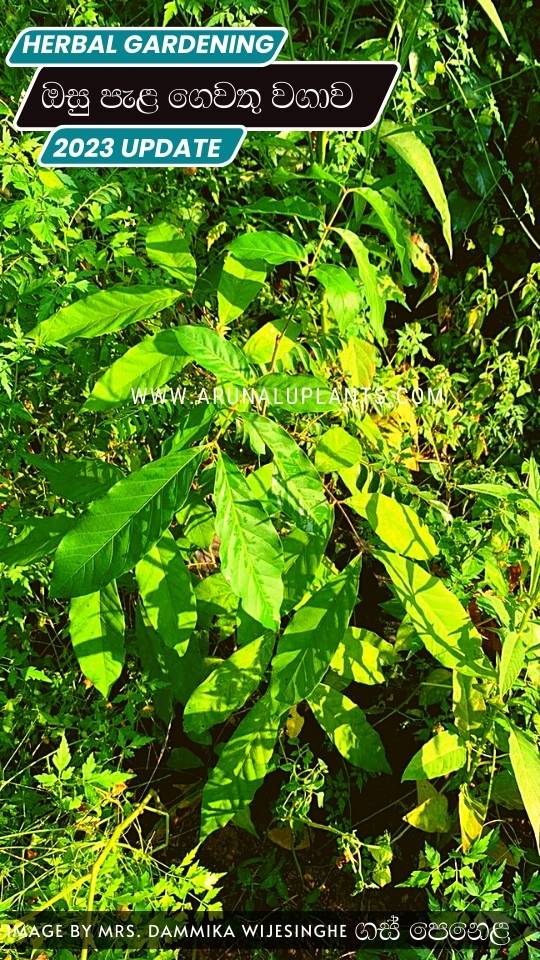 ayuveda plants for cultivation