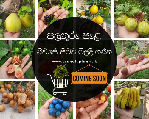 fruit plants price in sri lanka