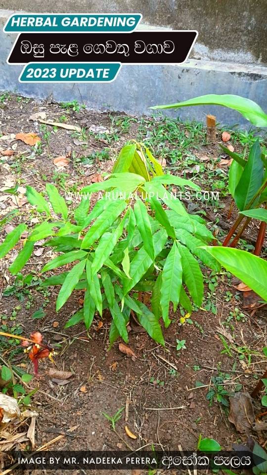 herbal cultivation in sri lanka