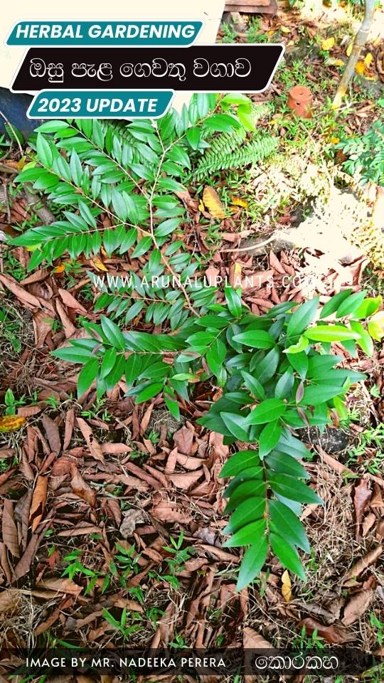herbal gardening in sri lanka