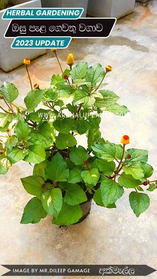 medicinal herbs cultivation in sri lanka