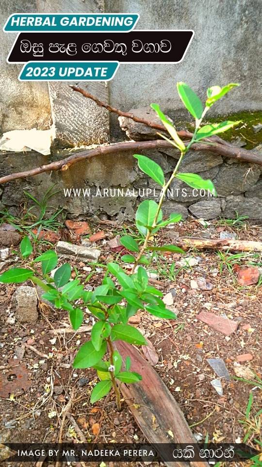 medicinal herbs cultivation in sri lanka