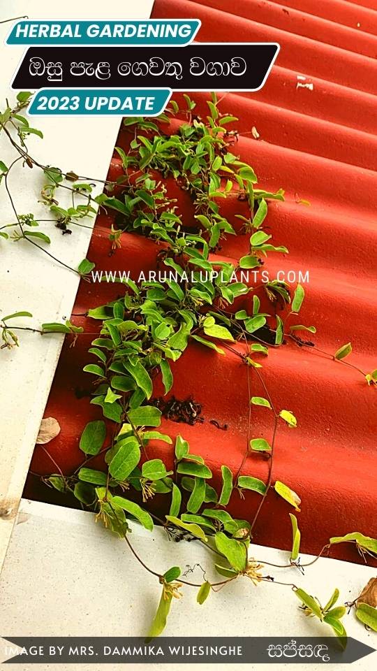 medicinal plants cultivation sri lanka