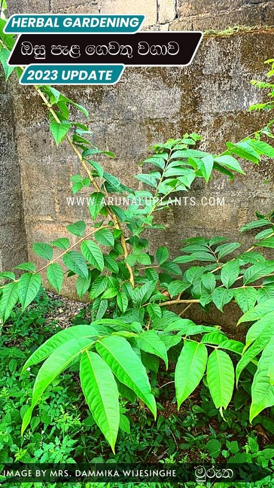 medicinal plants for cultivation