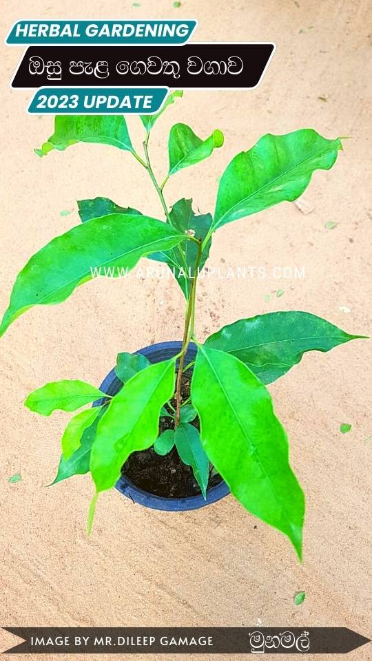 medicinal plants kurunegala